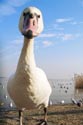 白鳥顔面ドアップ!