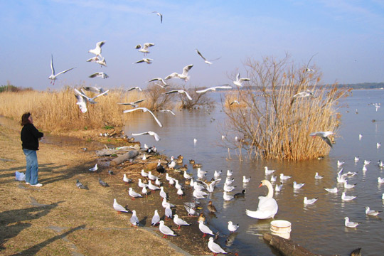 野鳥大集合
