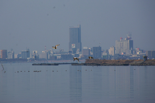土浦市沖宿沖の葦の植生